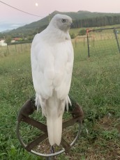 Hembra pollo