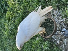 Macho pollo