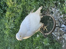 Macho pollo