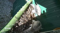 Macho Silver reproductor.