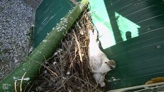 Hembra reproductora 3/4 Albidus.