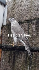 Hembra reproductora
