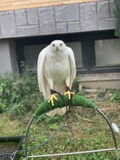 Hembra pollo