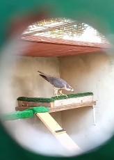 IMG_20210403_172528.jpg