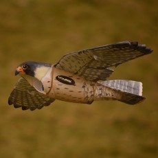 Rofalcon-600-1.jpg