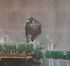 peregrina pollo 2.jpg