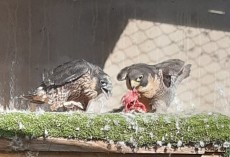 peregrina pollo 1.jpg