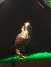IMG_20210525_162827.jpg