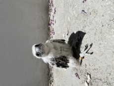 IMG_1352.jpg