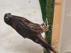 Macho de este año parental