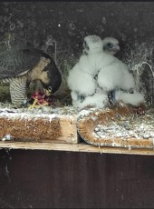 Foto de las &quot;pequeñas&quot;