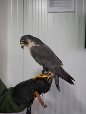 Juana-Female-Peregrine-01.JPG