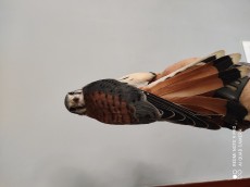 IMG_20210608_092143.jpg