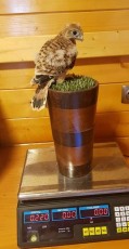 Macho pollo de este año a la venta