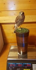 Macho pollo de este año a la venta