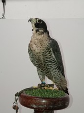 IMG_20210804_221056.jpg