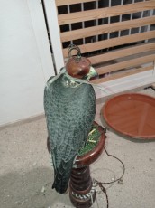 IMG_20210804_220955.jpg