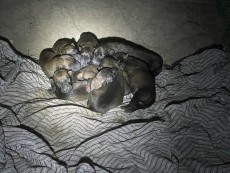 Cachorros