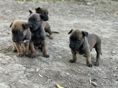 Cachorros