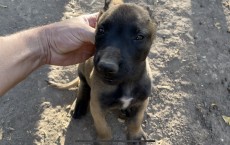 Macho carbonado disponible