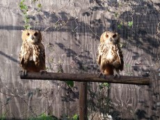 Dos hembras pollos de buhos de bengala