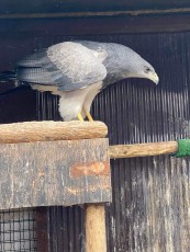 Aguila escudada adulta