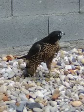 Pollo hembra de halcón peregrino brookey