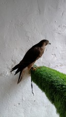 Hembra escocesa