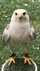 CA42F648-DAE8-437B-B6CB-3CD0BAAD09AE.png