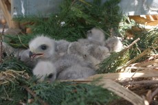 DSC03039.JPG (4.12 MiB) Visto 3820 veces DSC03039.JPG