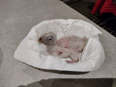 Disponible pollo de buitre del himalaya 12000€