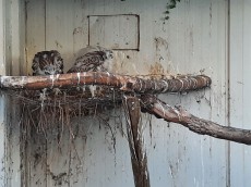 pollos silver 2022.jpg