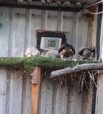 pollos finlandes por alvidus.jpg