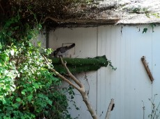 finlandesa con pollos.jpg