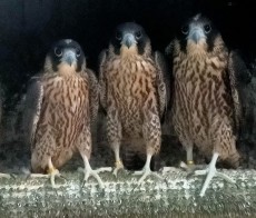 fotos de los pollos