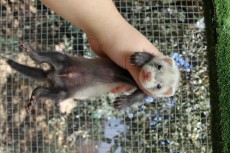 IMG_4732_MachoBonito.JPG 1.JPG