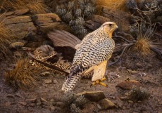 Hembra mudada de gerifalte blanco sobre sage grouse. Acrílico. © Hans Peeters..jpg