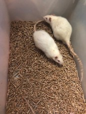 Ratas adultas