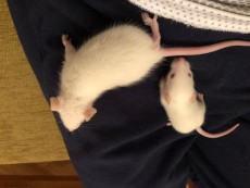 thumbnail_IMG_0667.jpg