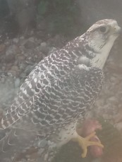 Hembra geryralte