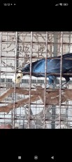 IMG-20221109-WA0026.jpg