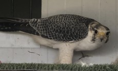 C29C43B7-028E-4F2F-A2FB-865377E2C0E2.jpeg