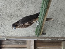 IMG_20220731_183306.jpg