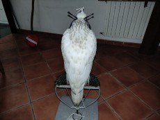 IMG_20220807_110652.jpg