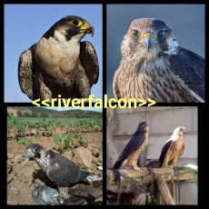 brookey , criados por los padres