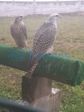 Hembra Gerifalte x Sacre/Macho Peregrino x Gerifalte-Sacre