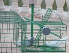 Jaula-Trampa-Selectiva-Palomas-y-otras-Aves.jpg