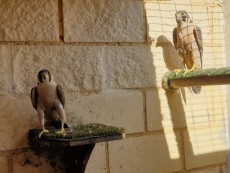 thumbnail_20230501_185522.jpg