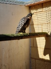 thumbnail_20230501_185101.jpg