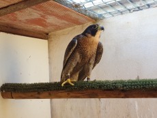 thumbnail_20230501_185220.jpg